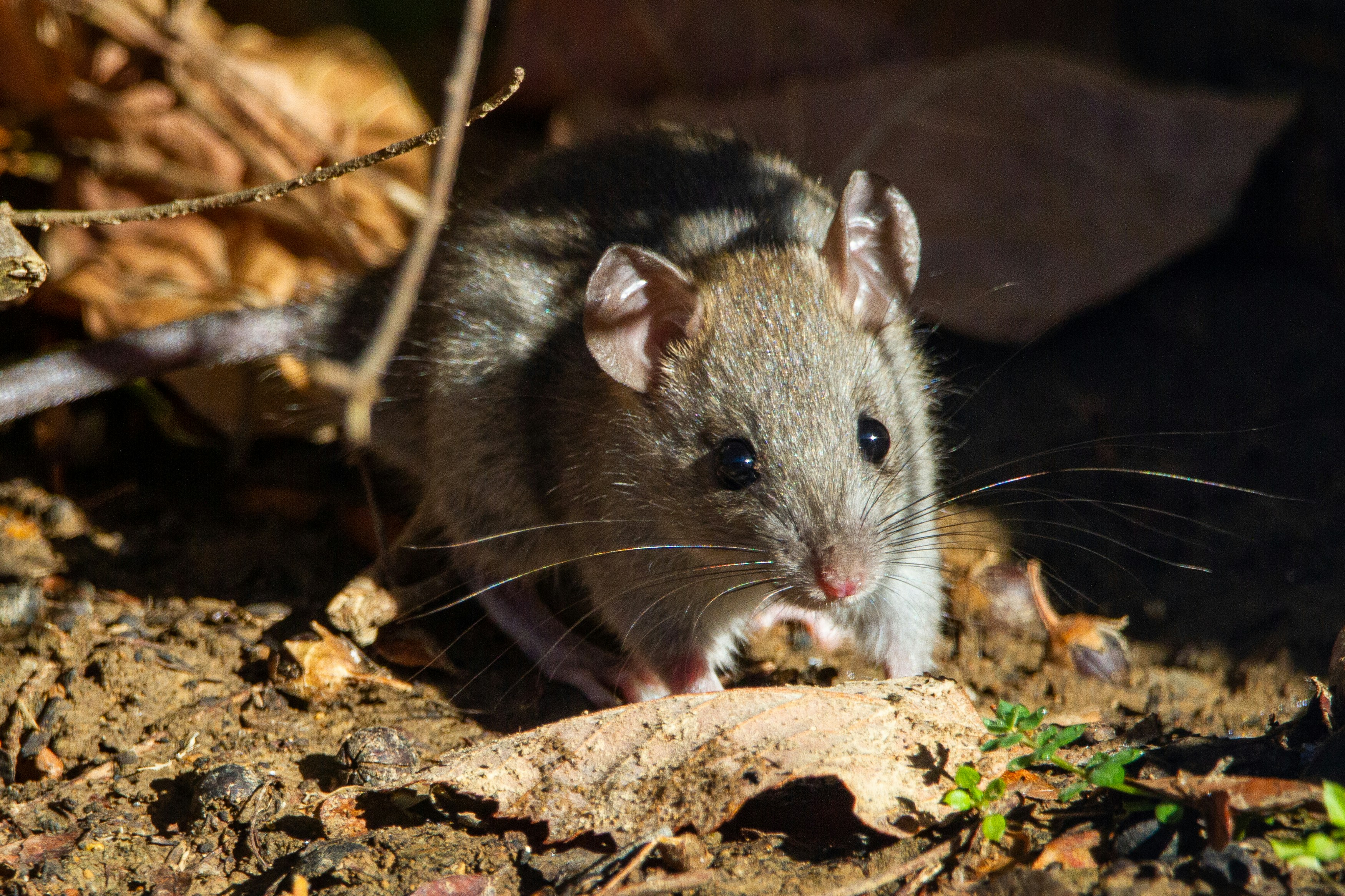 mouse를 나타낸 사진