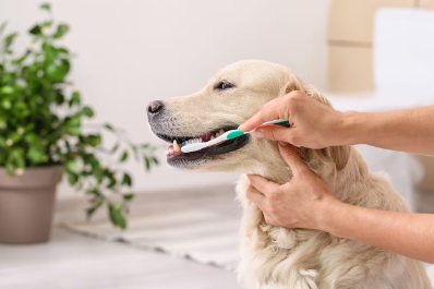 개의 양치질