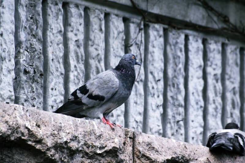 돌바닥-위에-올라간-비둘기