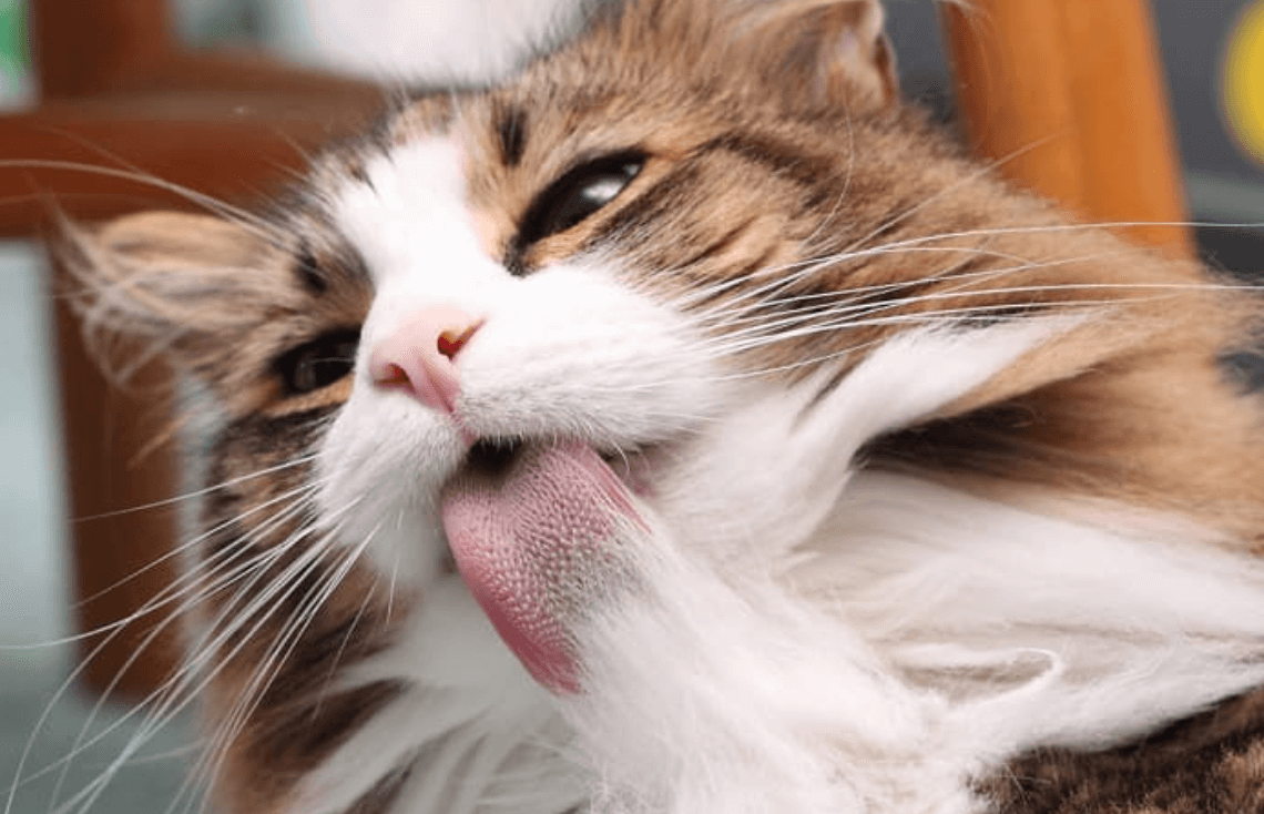 고양이 헤어볼 생성 사진