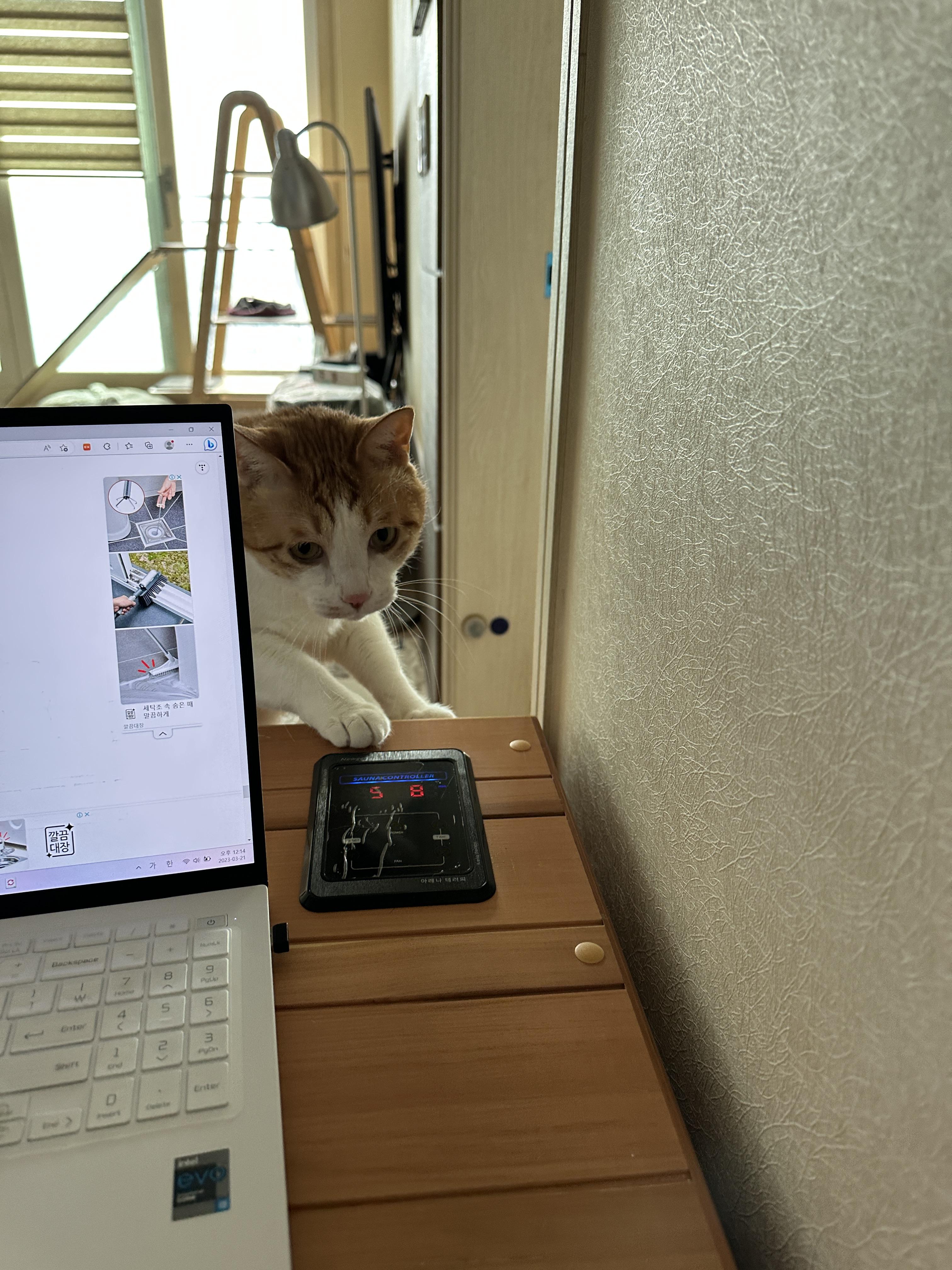 소심한 막둥이가 엄마를 지키는 방법 (feat.긴장해서 코까지 빨개진 막둥이)