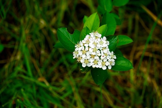 아로니아 먹는 법(효능과 부작용&amp;#44; 분말 복용법&amp;#44; 가격)
