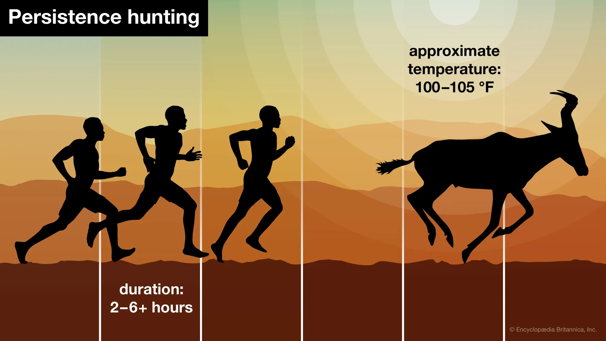 목표를 무리에서 고립시키면서 무려 8시간을 추격하여 잡게 됩니다.