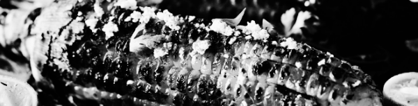 옥수수 키우기: 질소 풍부한 비료 활용