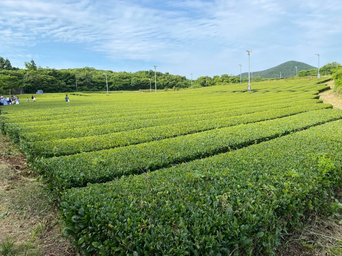 오설록티뮤지엄-녹차-밭