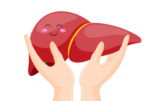 프로폴리스-효능-간건강