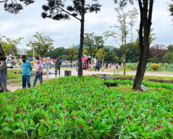 함양산삼축제_4