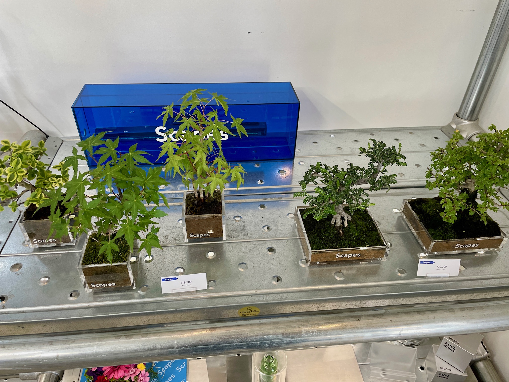 후쿠오카 분재 카페 내부