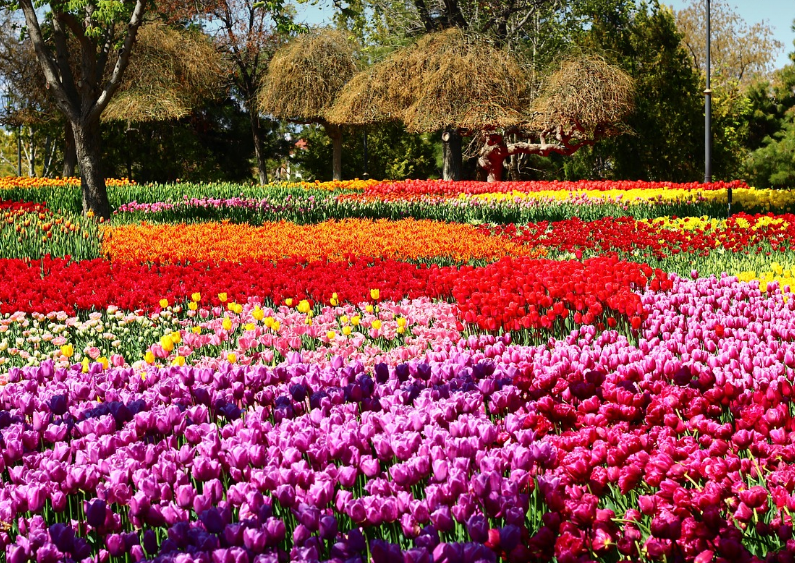 봄의 대명사, 꽃이 활짝 핀 모습