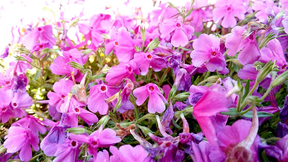 봉산&middot;앵봉산 꽃