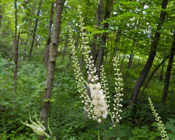 블랙 코호시(Black Cohosh) 효능