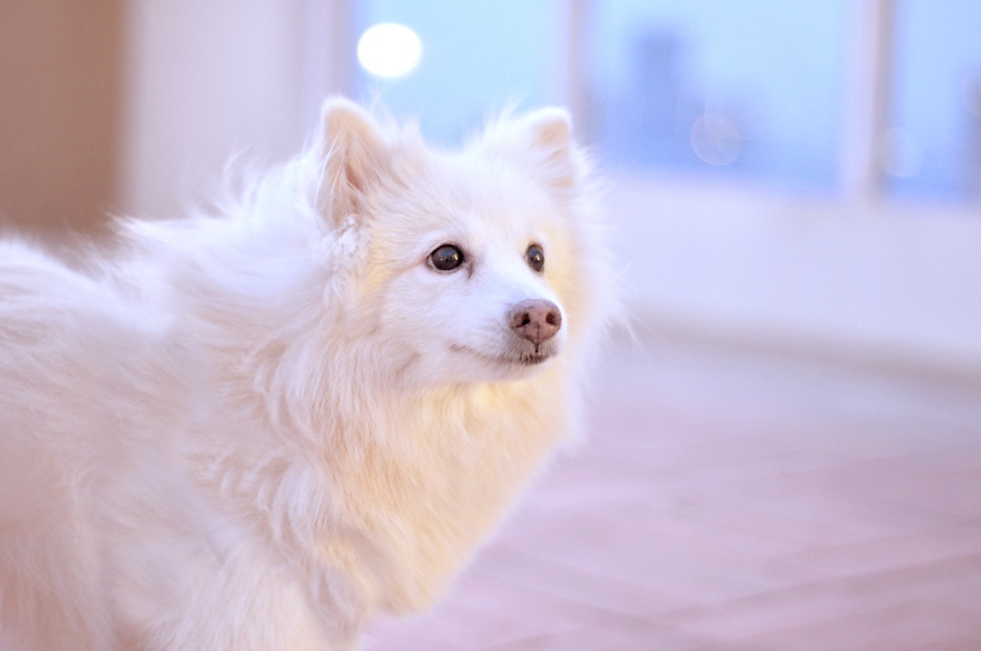Maltese