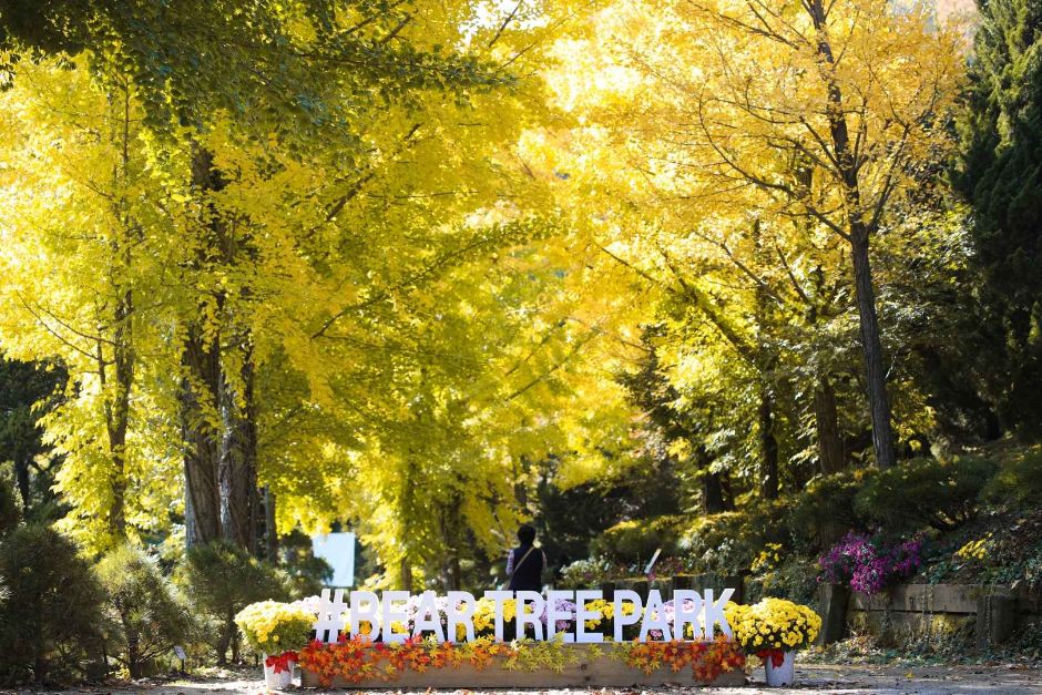 베어트리파크 단풍 축제