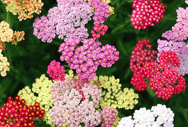 작은 꽃들이 뭉쳐서 피어있다. 초록색 잎도 가득하다. 연보라색꽃, 노란꽃, 자주색꽃, 분홍꽃들이다.