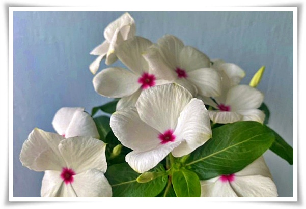 정원 "일일초 키우기" 여름을 환하게 밝히는 정원의 보석!