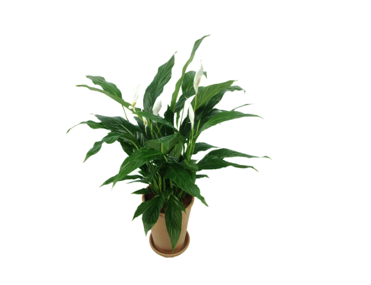 실내 공기정화용 식물