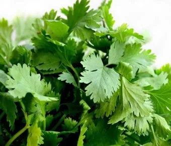 고수 재배 허브 키우기 상자 텃밭 통풍 관리_32