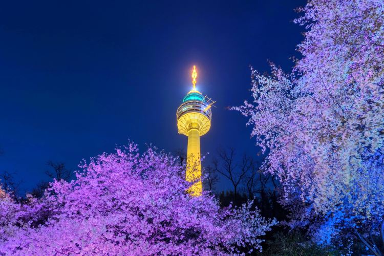 2025년 대한민국 벚꽃 명소 BEST 10 ❘ 전국 벚꽃 여행 추천