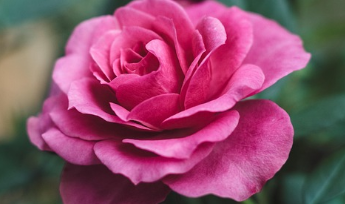 삼척 장미축제 일정 2025 16