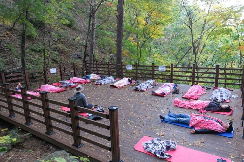 산림치유프로그램