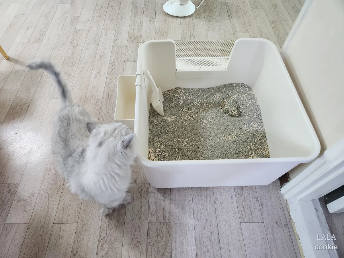 고양이-모래-바꾼-후기-화장실을-보는-고양이