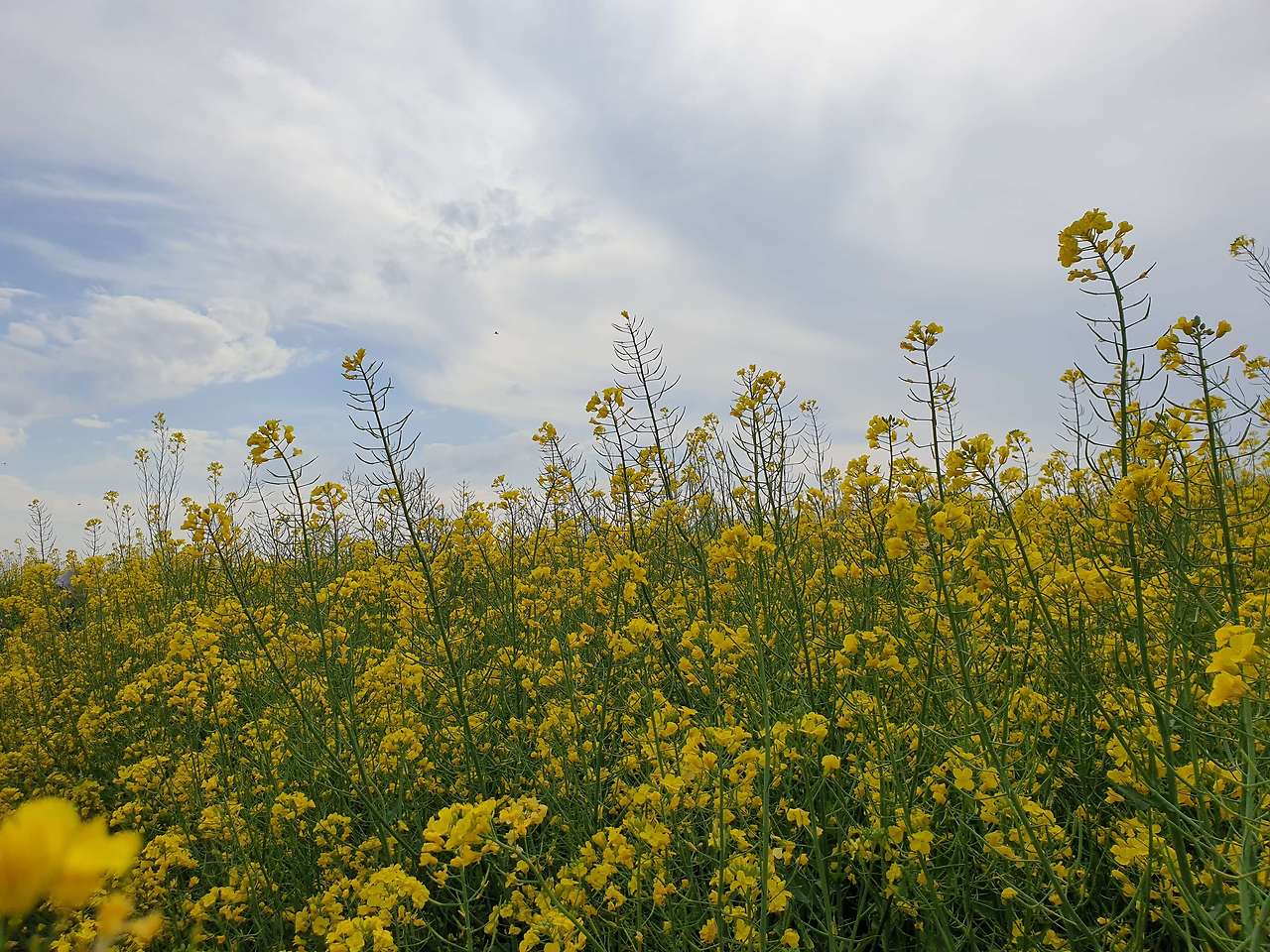 고창 청보리밭축제