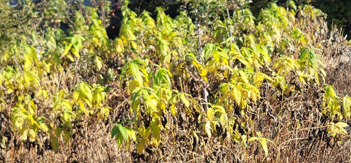 돼지감자 줄기와 잎이 서리를 맞아서 낙엽지고 있는 모습