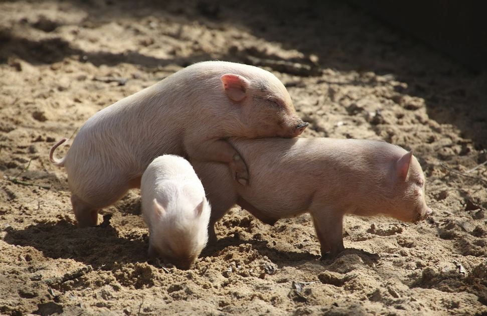 새끼 돼지 꿈해몽 &ndash; 상황별 8가지 해석