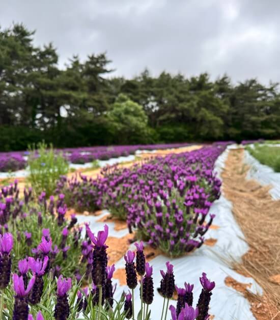 2025 고창 청농원 라벤더 축제: 보랏 빛 힐링의 계절이 돌아왔다!