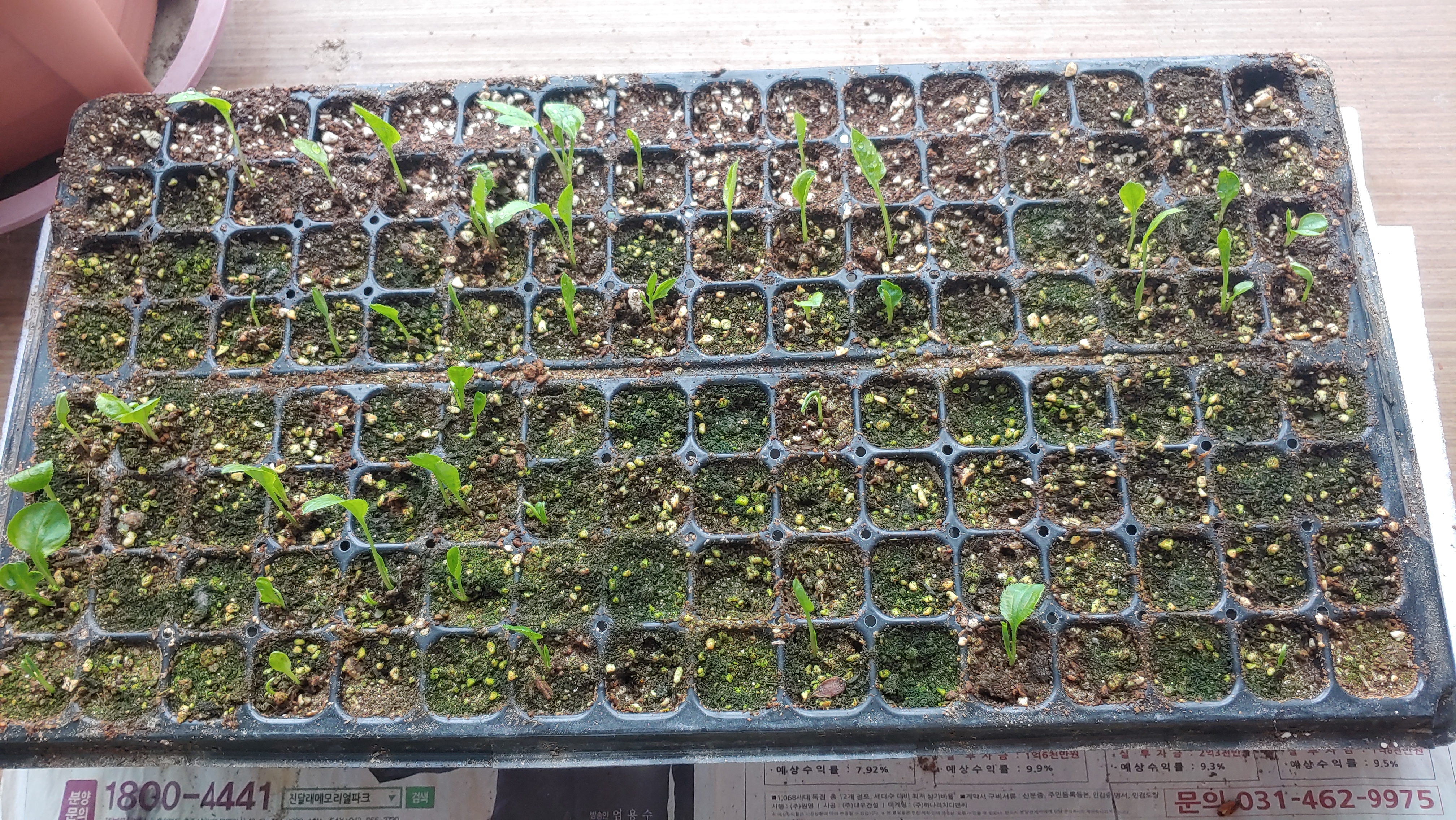 3분의 2정도 발아한 삽주