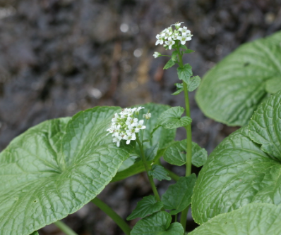 6시 내고향 정가농원 고추냉이