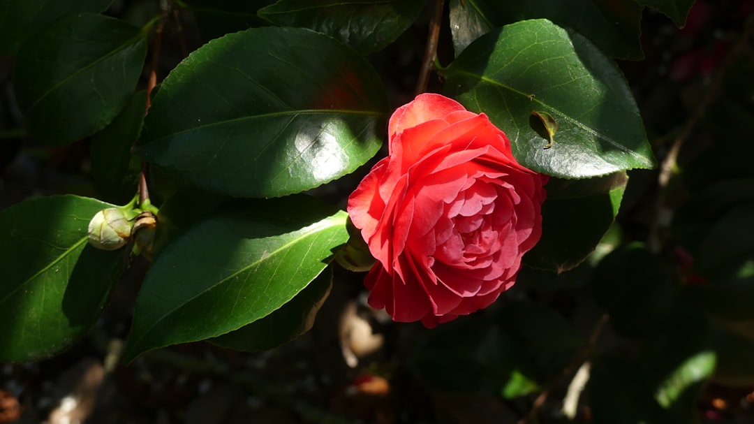 Camellia