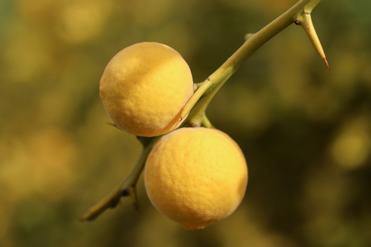 '탱자나무'의 특징, 생육 방식, 효능과 활용법 분석