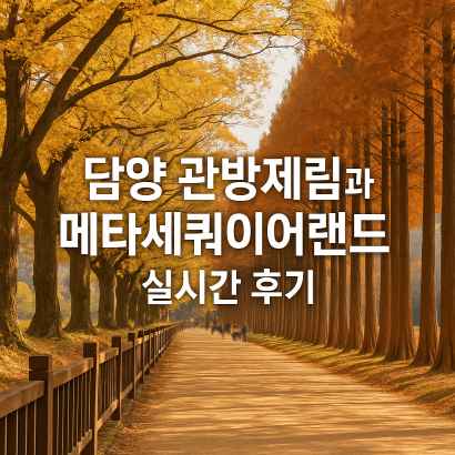 담양 관방제림 &amp; 메타세쿼이어랜드 단풍 절정 실시간 후기 : 이번주 전라남도 가볼만한곳 추천