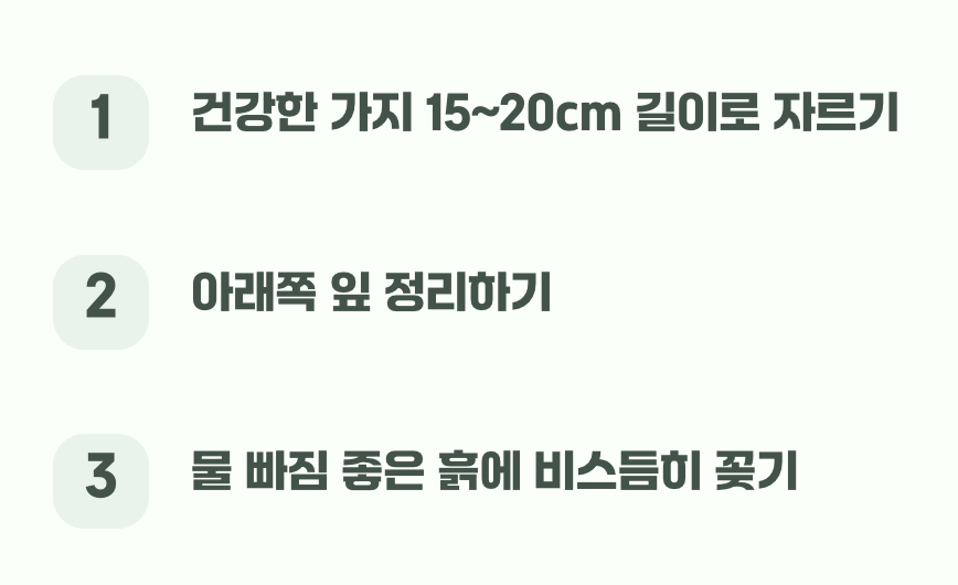 무한 증식의 마법&amp;#44; 꺾꽂이