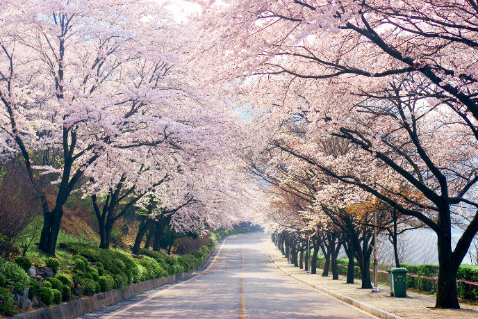 2026 제천청풍호벚꽃축제 프로그램 일정