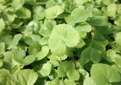 곰취효능06