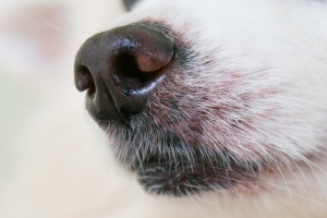 강어자 코 사진