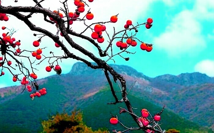 산-과-감나무