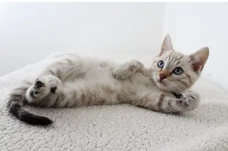 고양이 꿈해몽