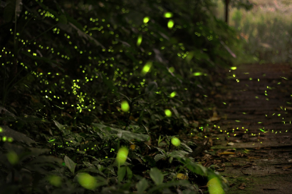 2025년 화담숲 반딧불이 이벤트