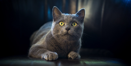 검은 소파 위의 고양이.