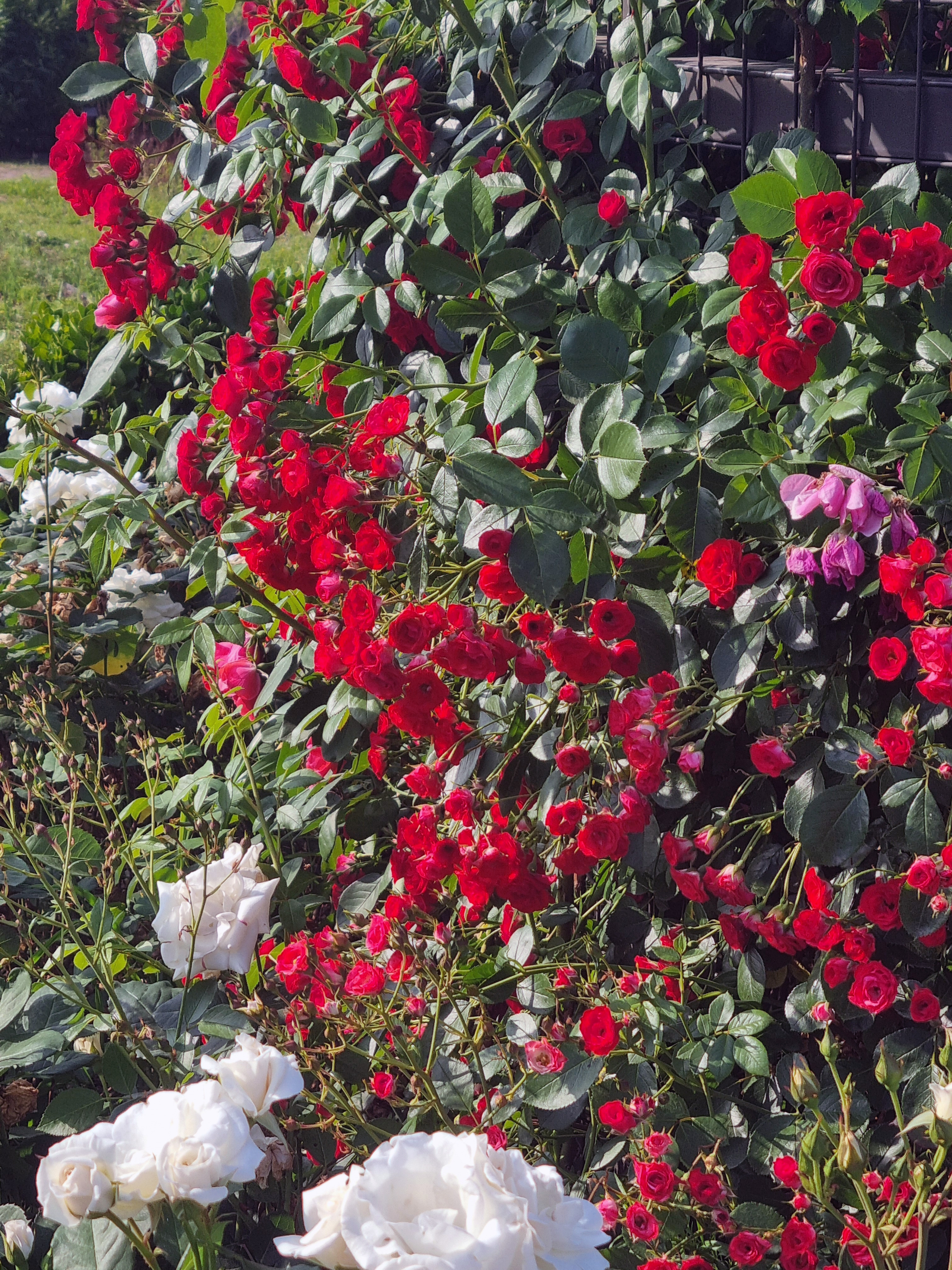빨간 덩쿨장미와 하얀 장미