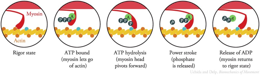 근육의 힘 생성 과정