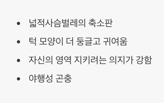 '꼬마 장군', 다우리아사슴벌레는 어떤 친구?