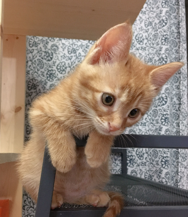 고양이 나이 사람나이로 몇 살?