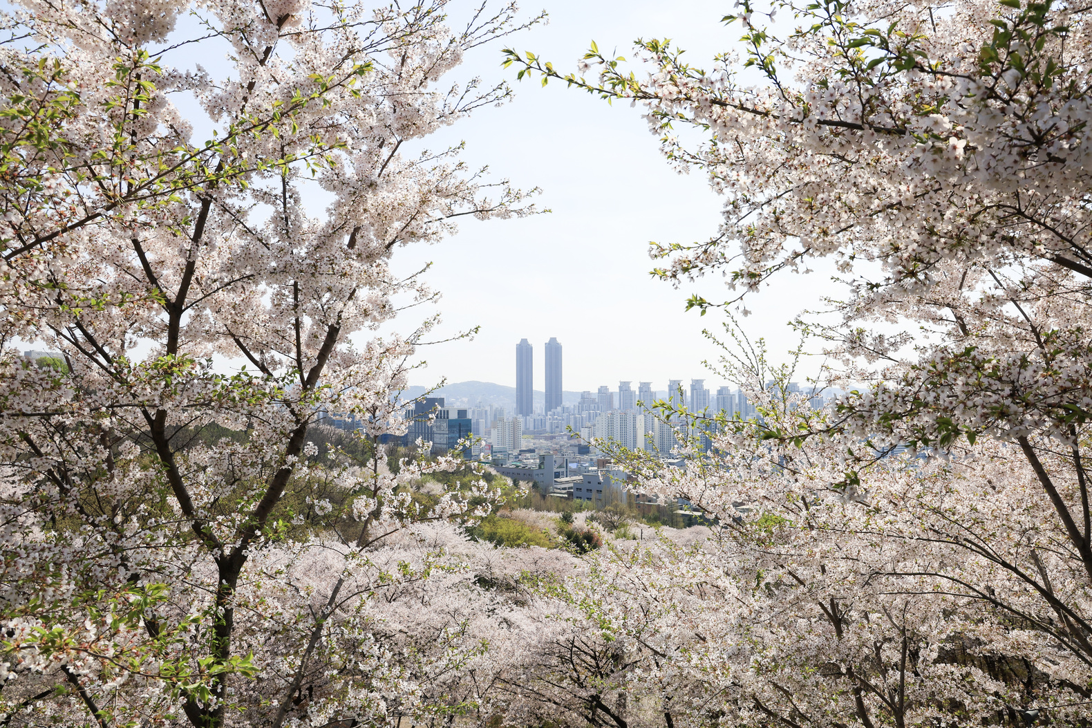 도당산 벚꽃축제 8