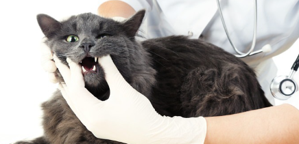 의사와 검은 고양이.