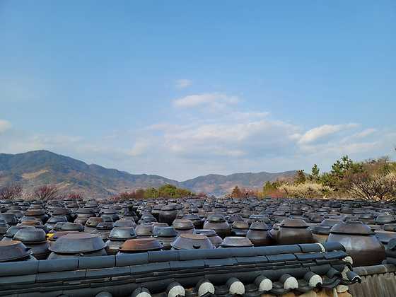 2025 광양 매화축제 완벽 가이드 | 일정, 주차, 맛집 총정리!