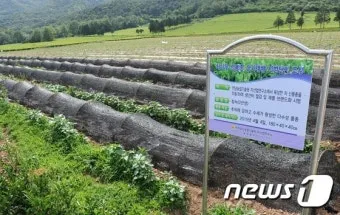 차나무 재배 잎 따기 시기 그늘 재배 향 유지_7